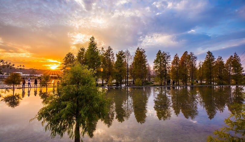 泰安落羽松景點介紹：探索這片自然奇觀