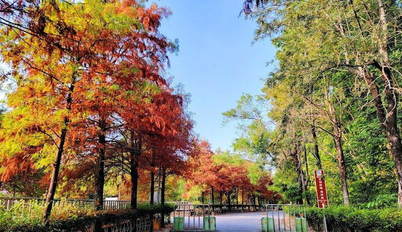 雲林落羽松最佳觀賞時間和地點指南