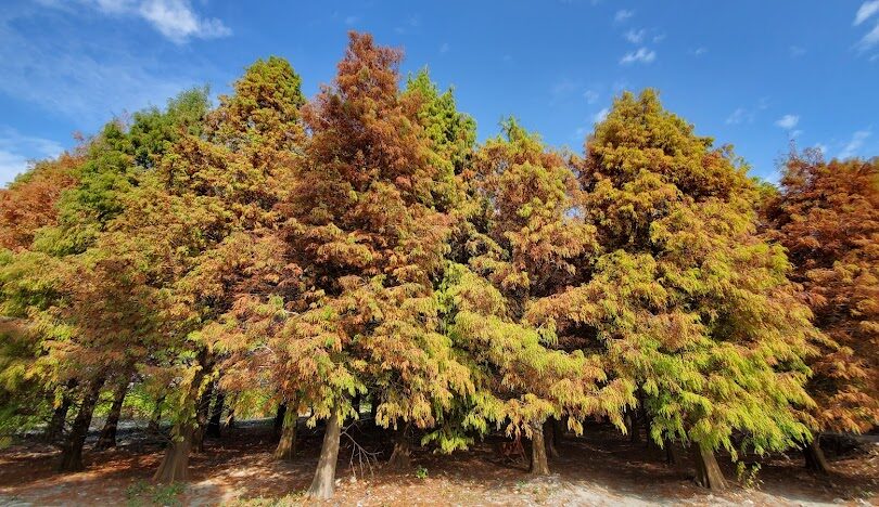 雲林落羽松最佳觀賞時間和地點指南
