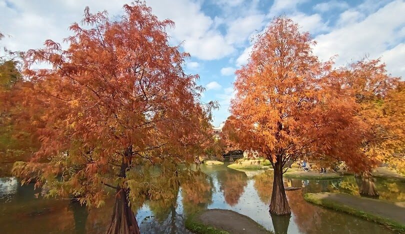雲林落羽松最佳觀賞時間和地點指南