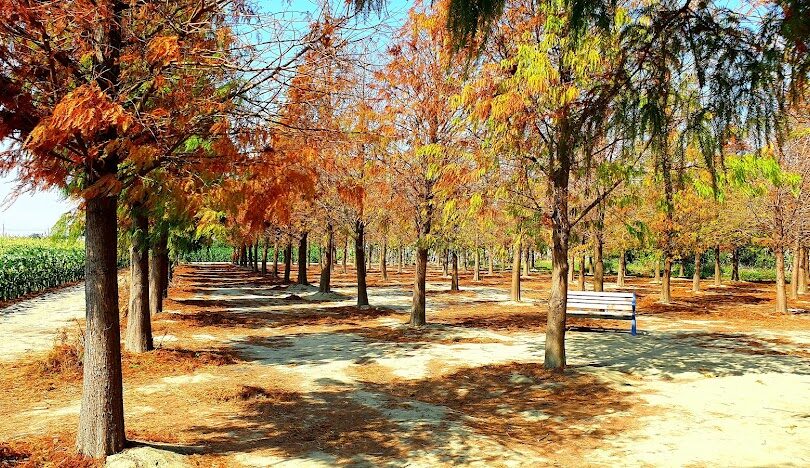 雲林落羽松最佳觀賞時間和地點指南