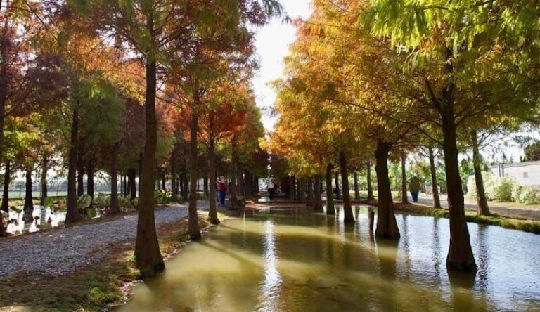 雲林落羽松最佳觀賞時間和地點指南