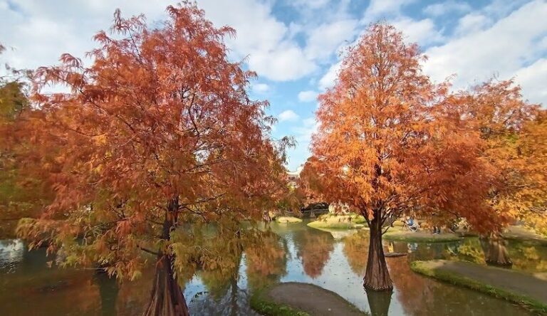 青埔落羽松秘境最佳拍攝時間與技巧