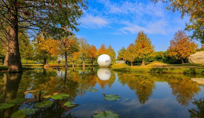 青埔落羽松秘境最佳拍攝時間與技巧