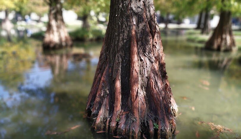青埔落羽松秘境最佳拍攝時間與技巧