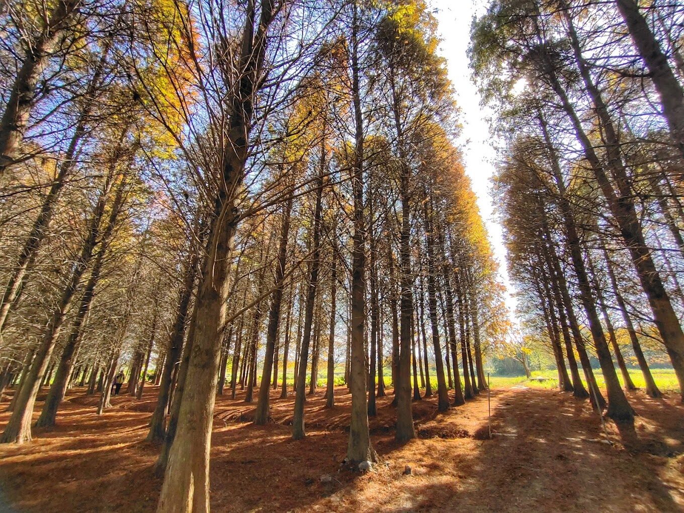 落羽松公園秋季美景：最佳觀賞時間及拍攝技巧