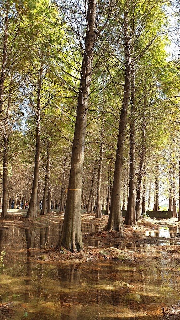 落羽松公園秋季美景：最佳觀賞時間及拍攝技巧