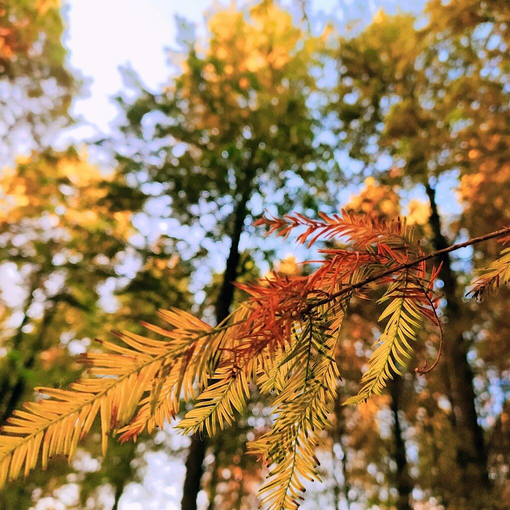 大溪南興落羽松旅遊指南：探索最佳季節與必訪景點