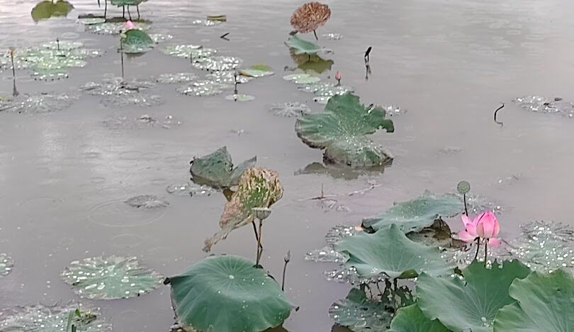 大溪南興落羽松旅遊指南：探索最佳季節與必訪景點