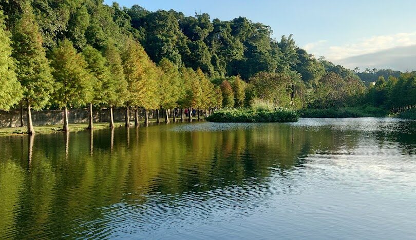 大溪南興落羽松旅遊指南：探索最佳季節與必訪景點