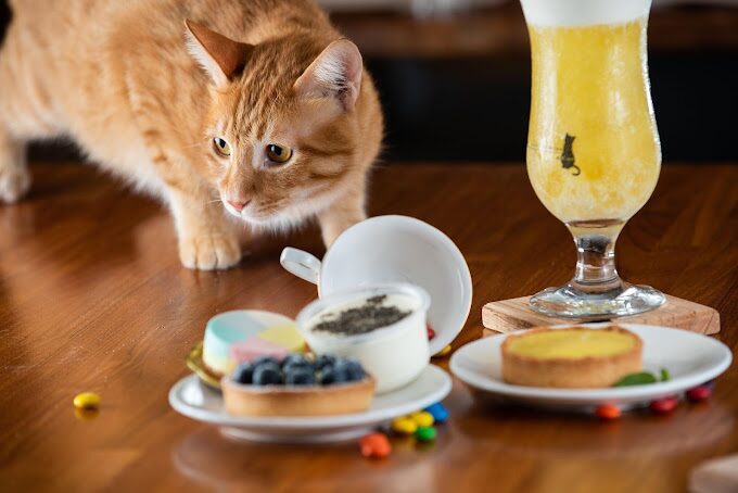 大溪南興落羽松旅遊指南：探索最佳季節與必訪景點