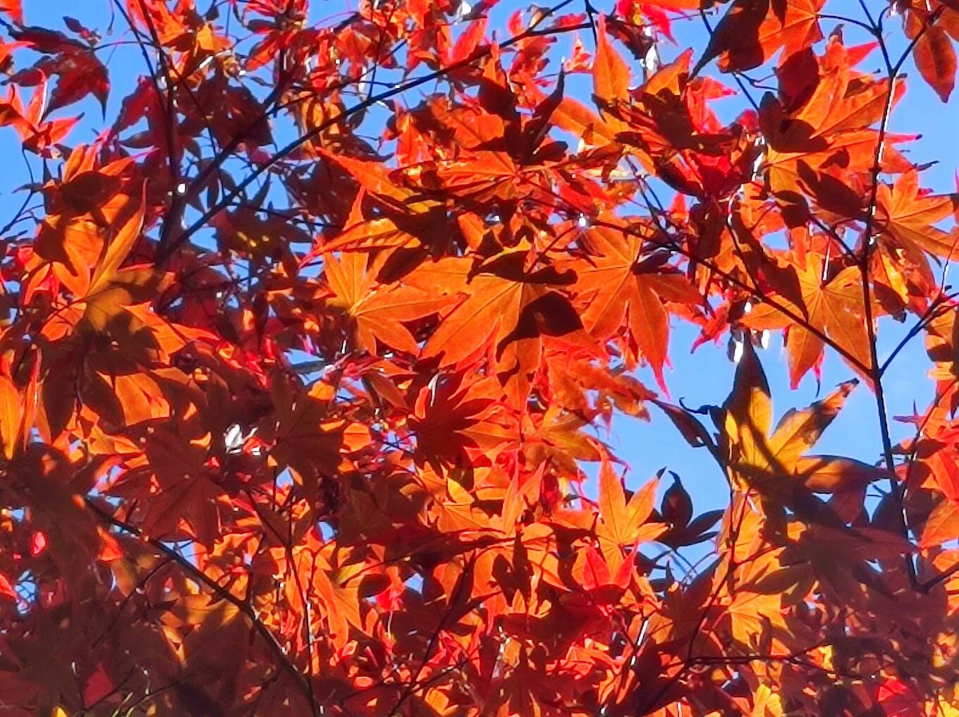 宜蘭推薦景點：宜蘭太平山國家森林遊樂區攻略