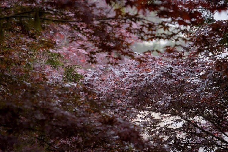 宜蘭推薦景點：宜蘭太平山國家森林遊樂區攻略