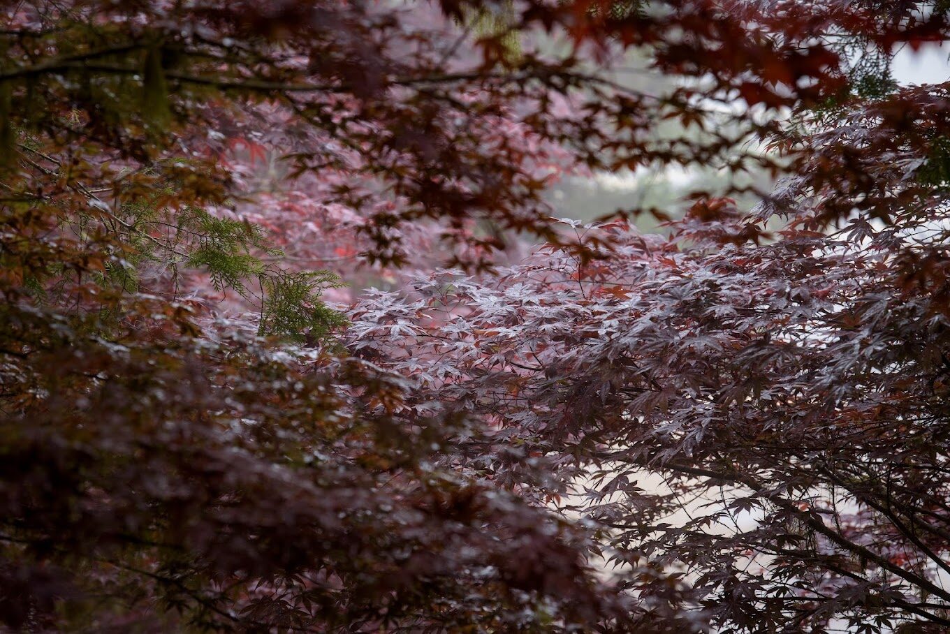 宜蘭推薦景點：宜蘭太平山國家森林遊樂區攻略