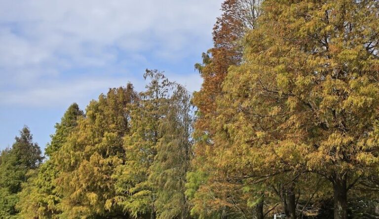 落羽松大道最佳觀賞期：探索四季景觀的秘訣