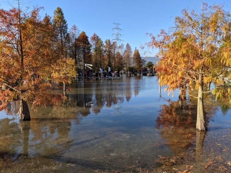 台中落羽松最佳觀賞季節：攝影愛好者必備指南