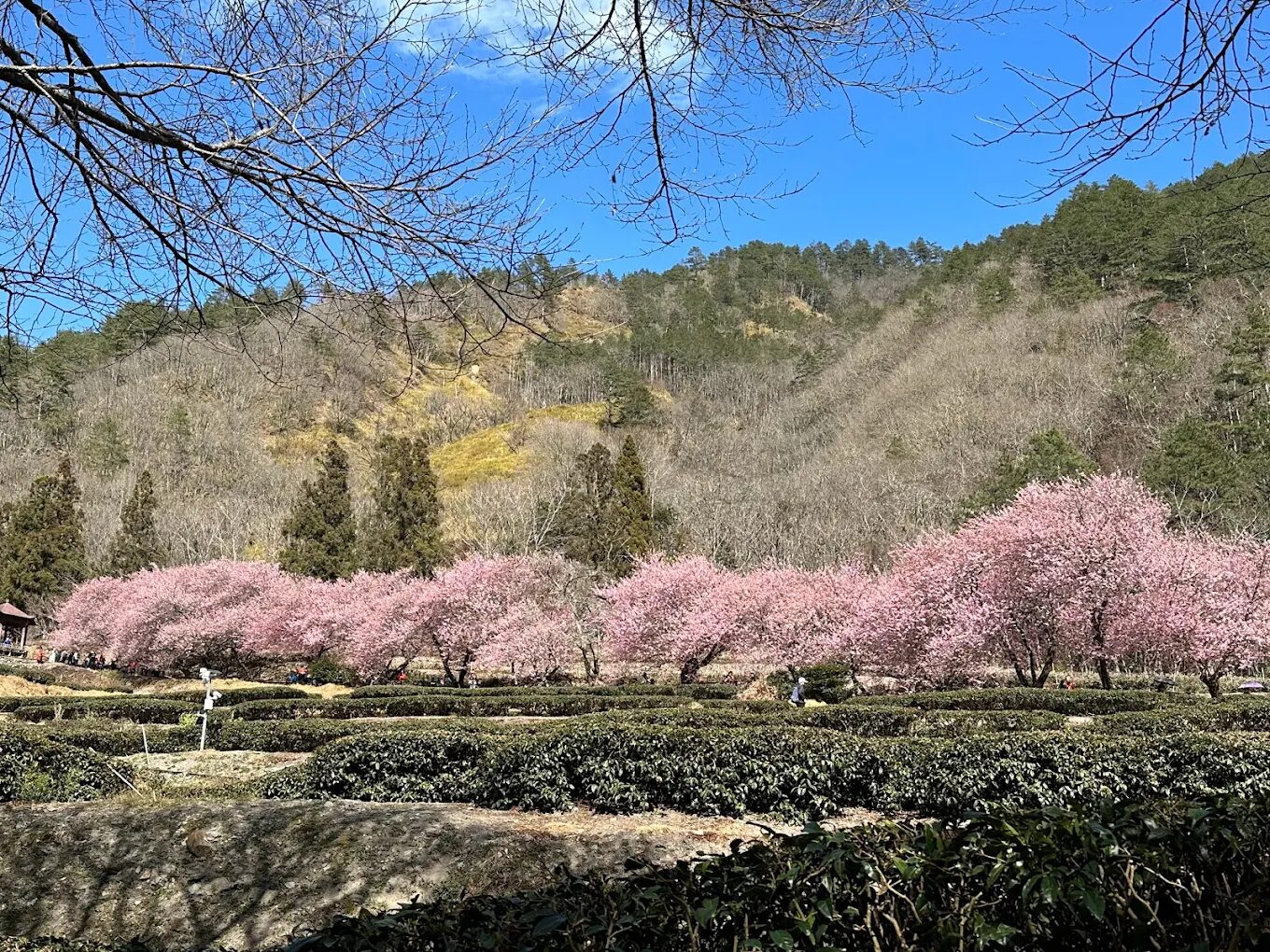 何時前往雪霸國家公園?最佳季節與氣候指南
