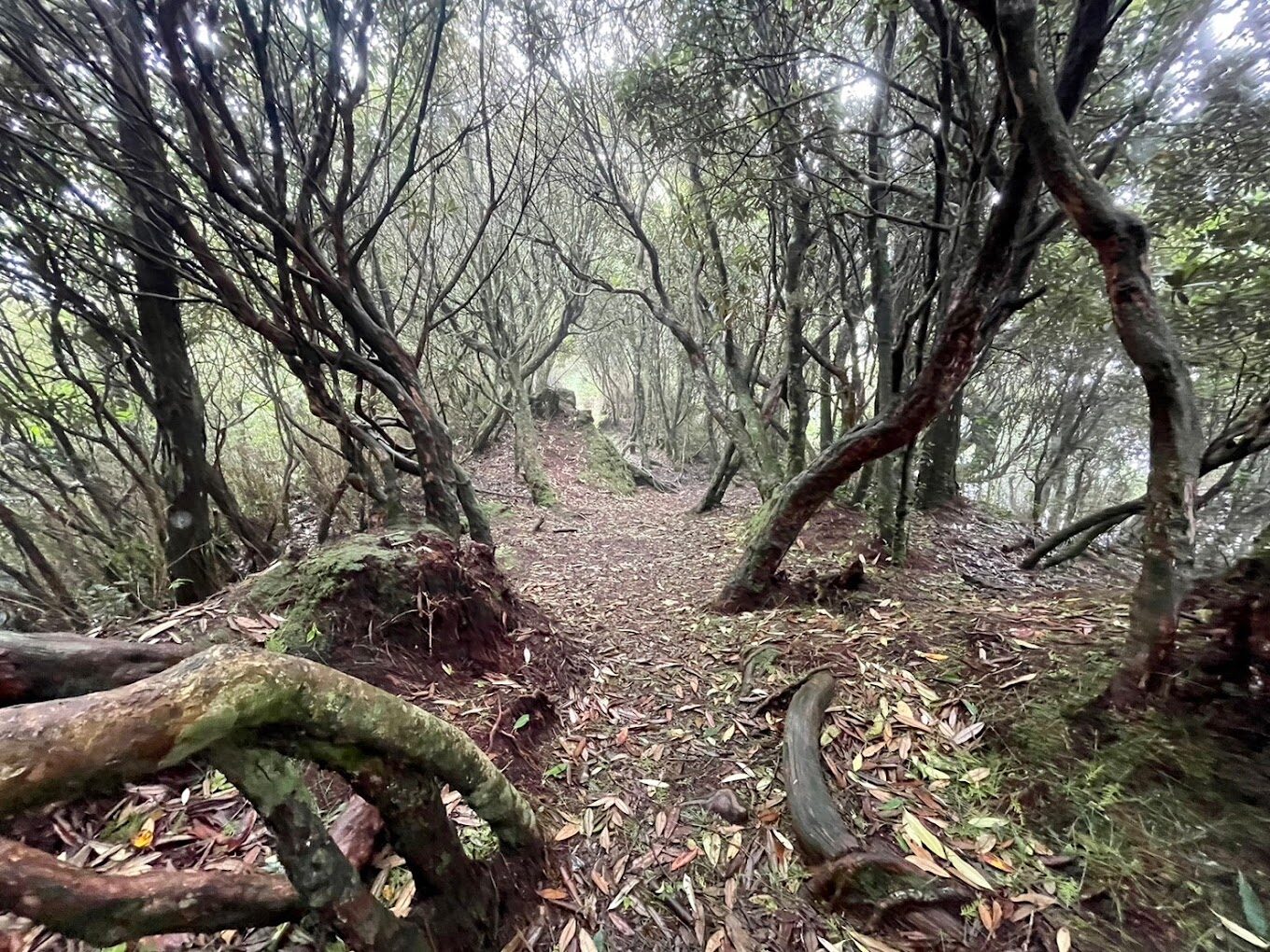雪霸國家公園旅遊指南:十大必訪景點