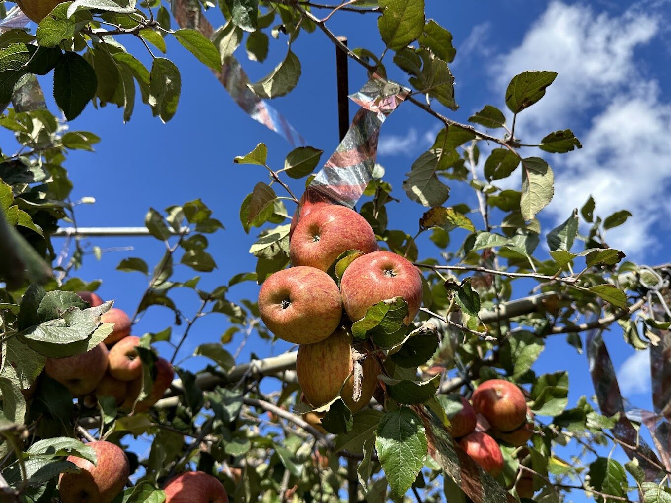 探索福壽山農場的美麗風景與自然魅力