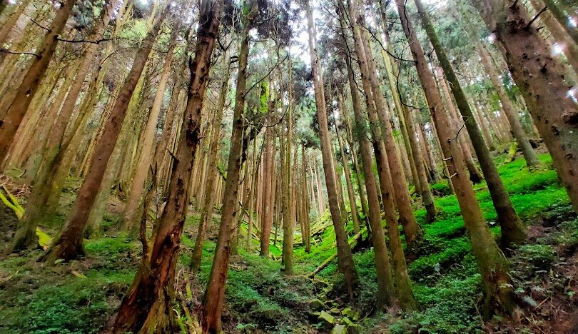 特富野古道開放資訊及遊客指南