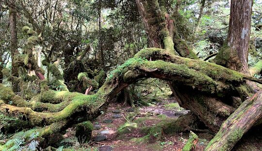太平山：生態與歷史的寶庫