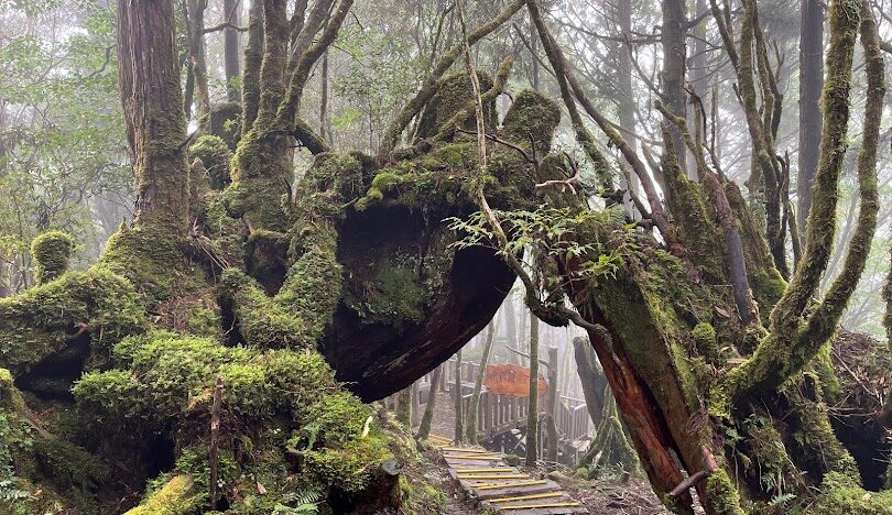 太平山：生態與歷史的寶庫