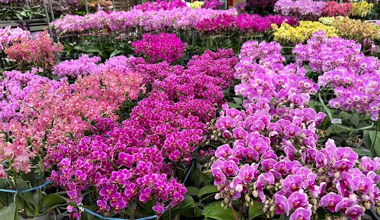 田尾公路花園:全台南部的花卉天堂