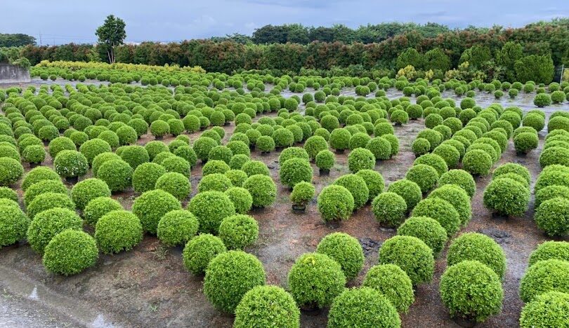 田尾公路花園：全台南部的花卉天堂