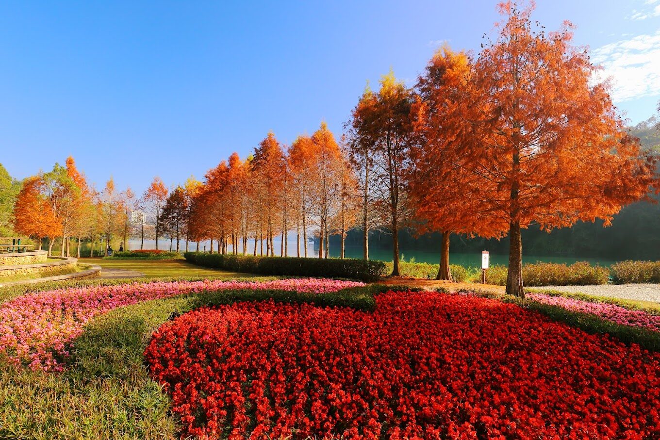 落羽松季節：落羽松最佳觀賞時間