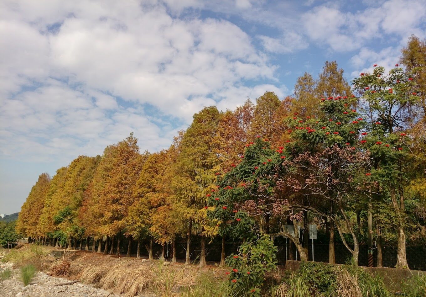 落羽松季節：落羽松最佳觀賞時間