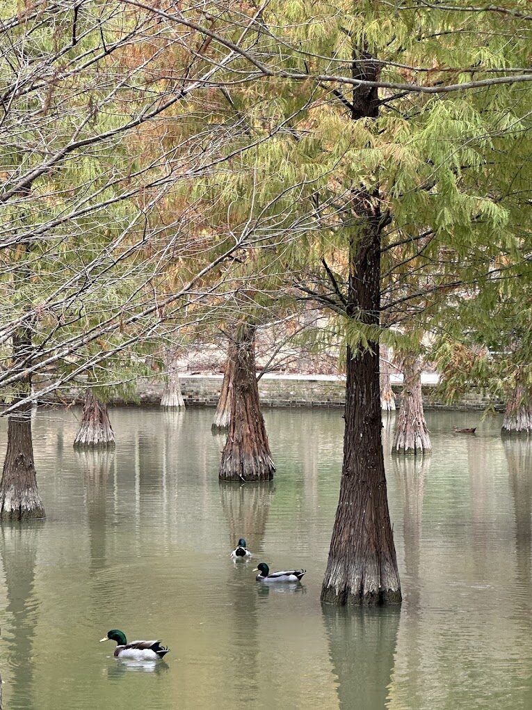 落羽松季節：落羽松最佳觀賞時間