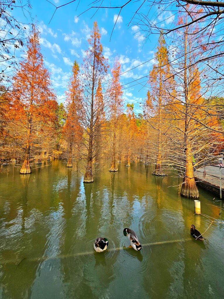 落羽松季節：落羽松最佳觀賞時間