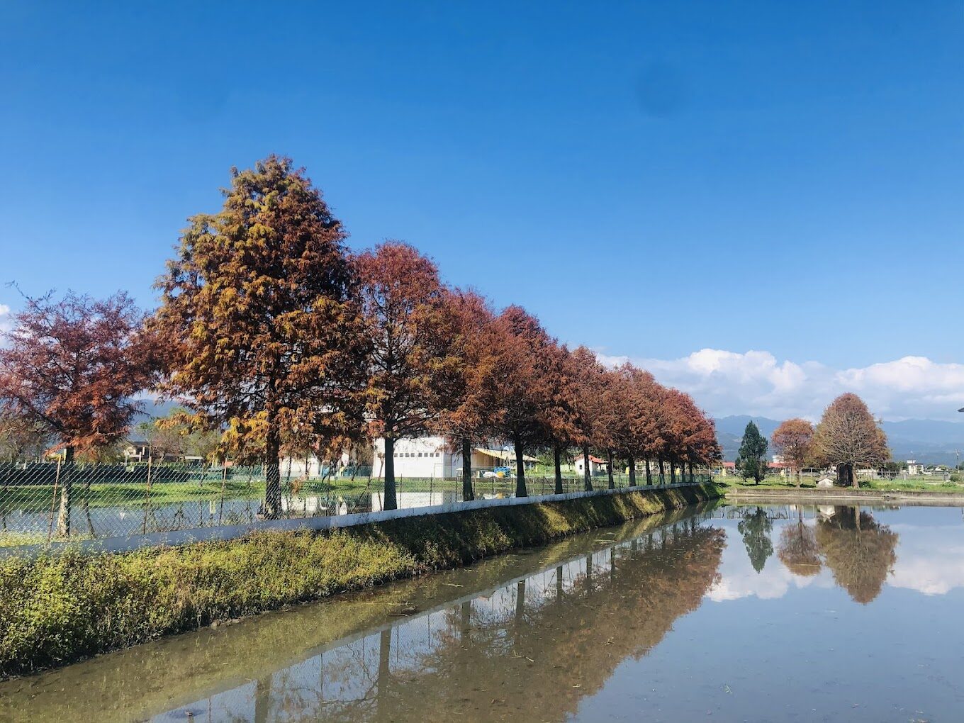 安農溪落羽松最佳攝影季節：最佳探訪時間全攻略