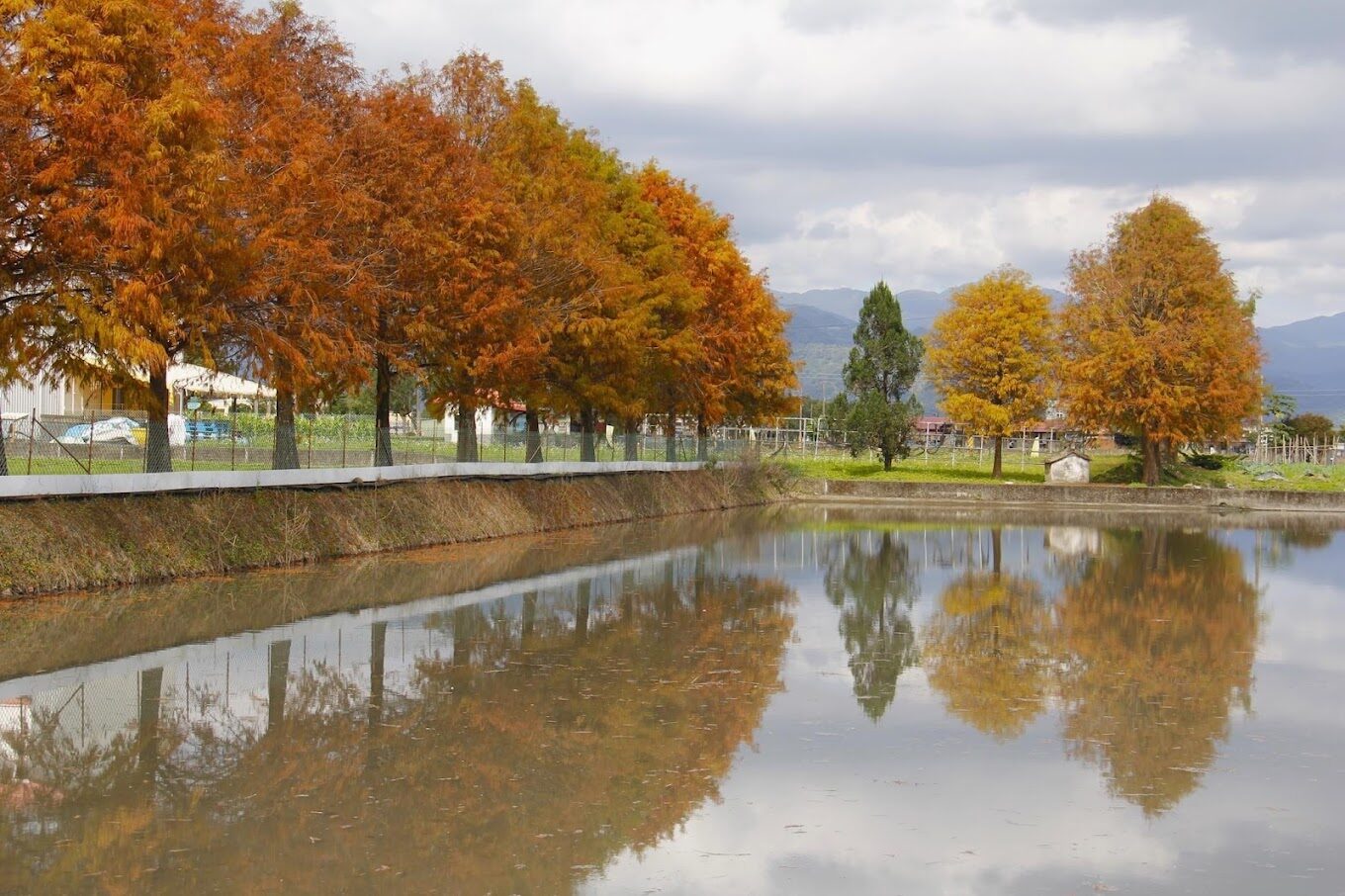 安農溪落羽松最佳攝影季節：最佳探訪時間全攻略