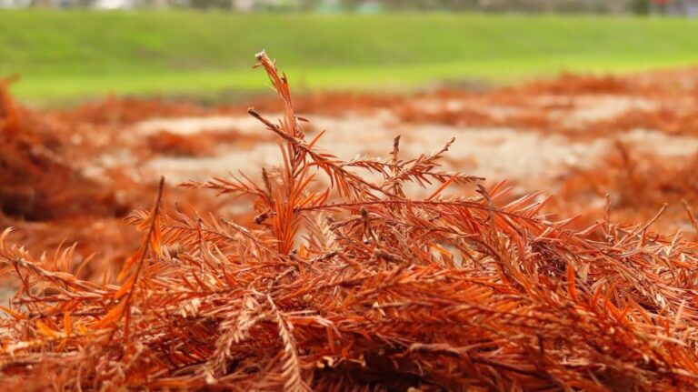 安農溪落羽松最佳攝影季節:最佳探訪時間全攻略