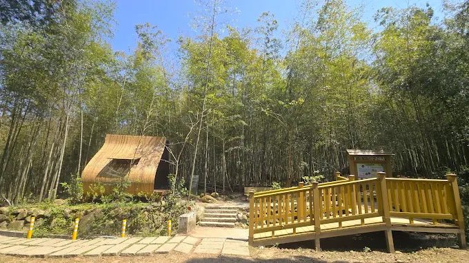 走進南投鹿谷步道間，清晨竹林與茶園霧氣交織出一段剛剛好的山林旅程