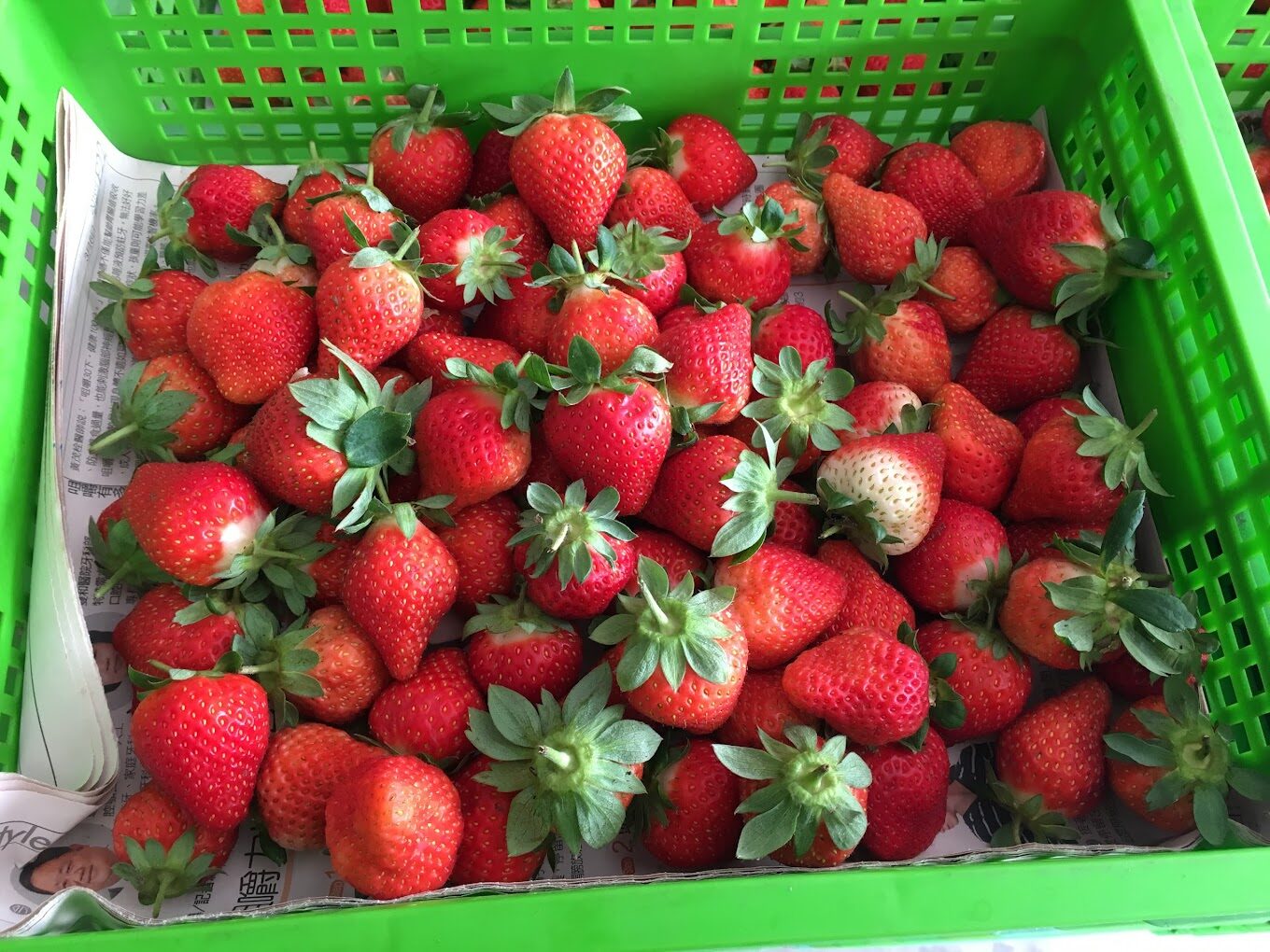 苗栗採草莓一日遊行程規劃：景點、美食與交通指南