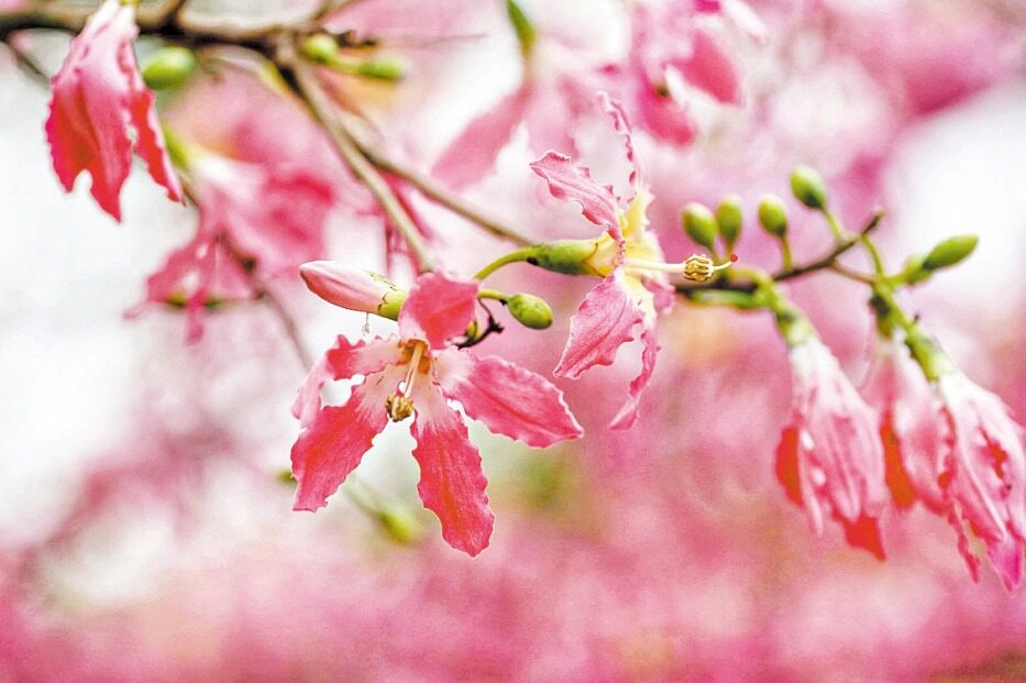 苗栗採草莓一日遊行程規劃：景點、美食與交通指南