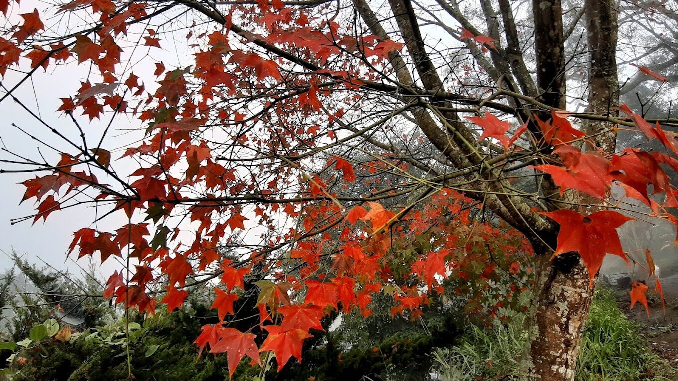 苗栗採草莓一日遊行程規劃：景點、美食與交通指南