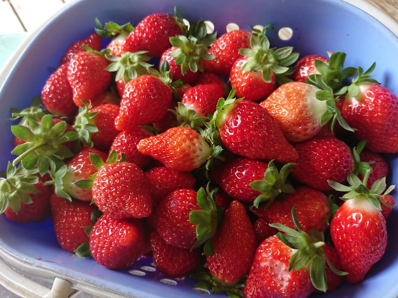 苗栗大湖高架草莓園推薦：舒適採摘體驗與環境介紹