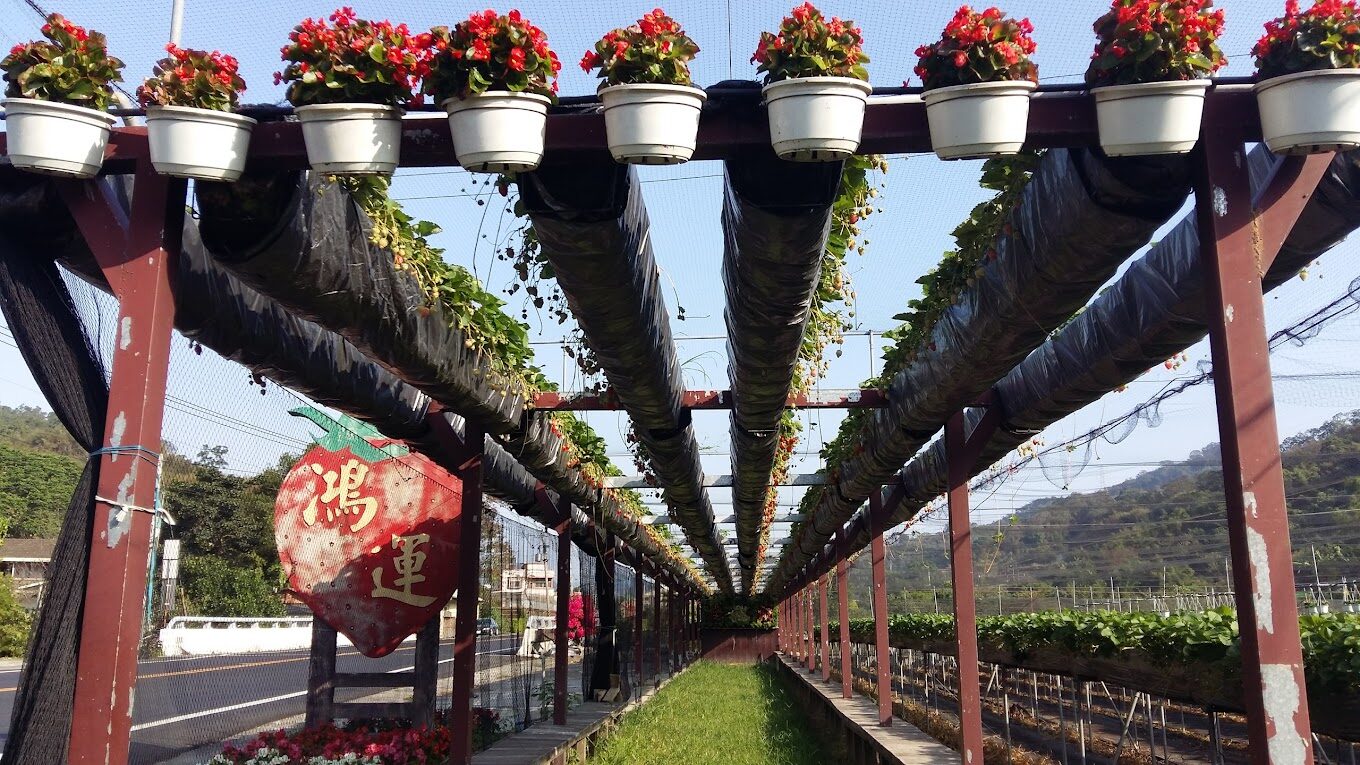 苗栗大湖高架草莓園推薦：舒適採摘體驗與環境介紹