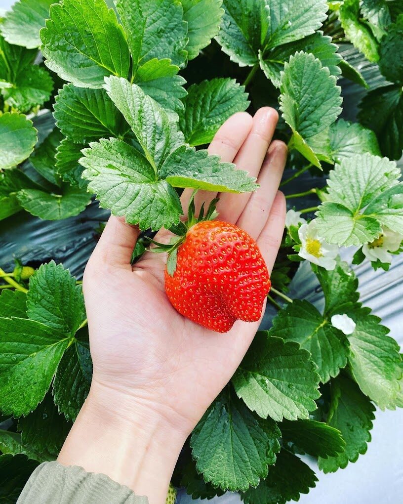 大湖草莓品種介紹：香水草莓、豐香草莓與白草莓的差異