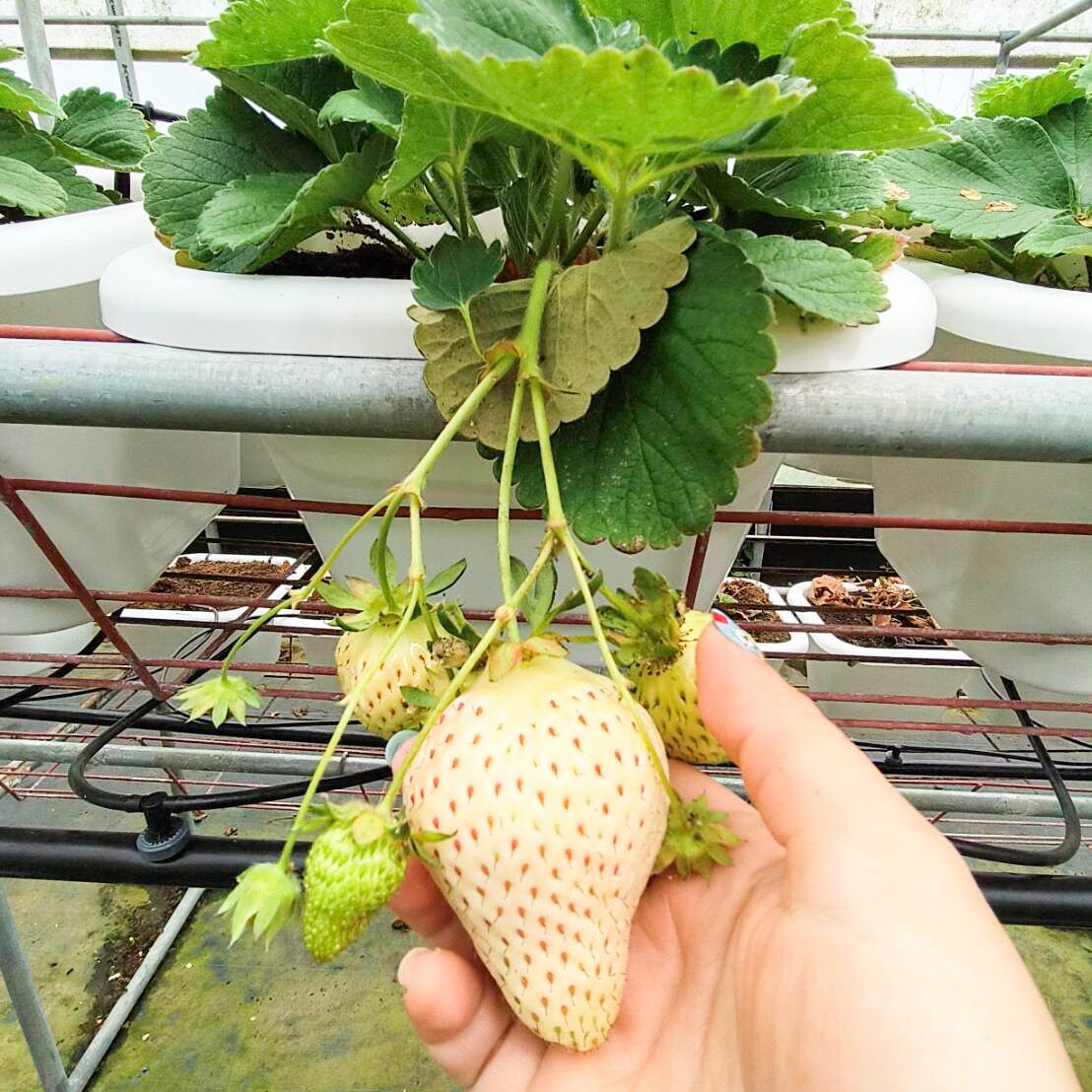 大湖草莓品種介紹：香水草莓、豐香草莓與白草莓的差異