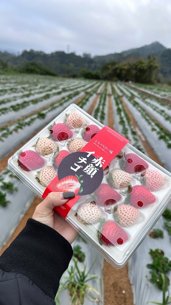 苗栗草莓季必訪景點：大湖草莓園推薦與交通指南