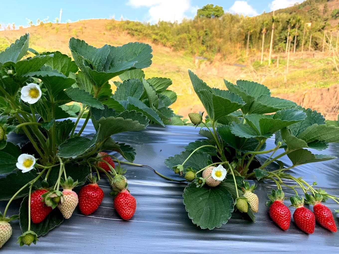 苗栗草莓季必訪景點：大湖草莓園推薦與交通指南