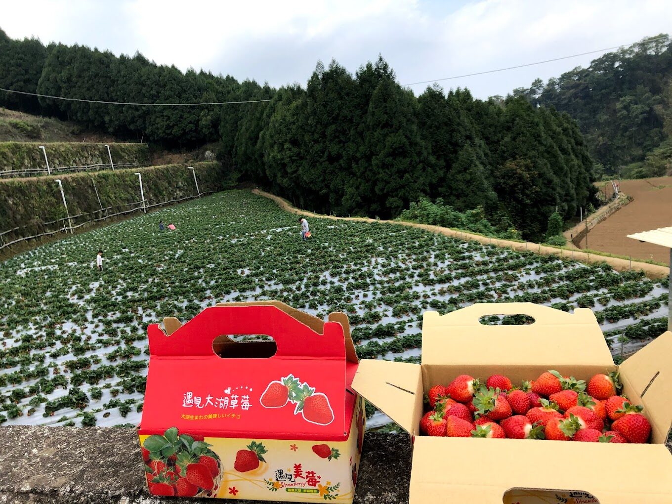苗栗草莓季必訪景點：大湖草莓園推薦與交通指南