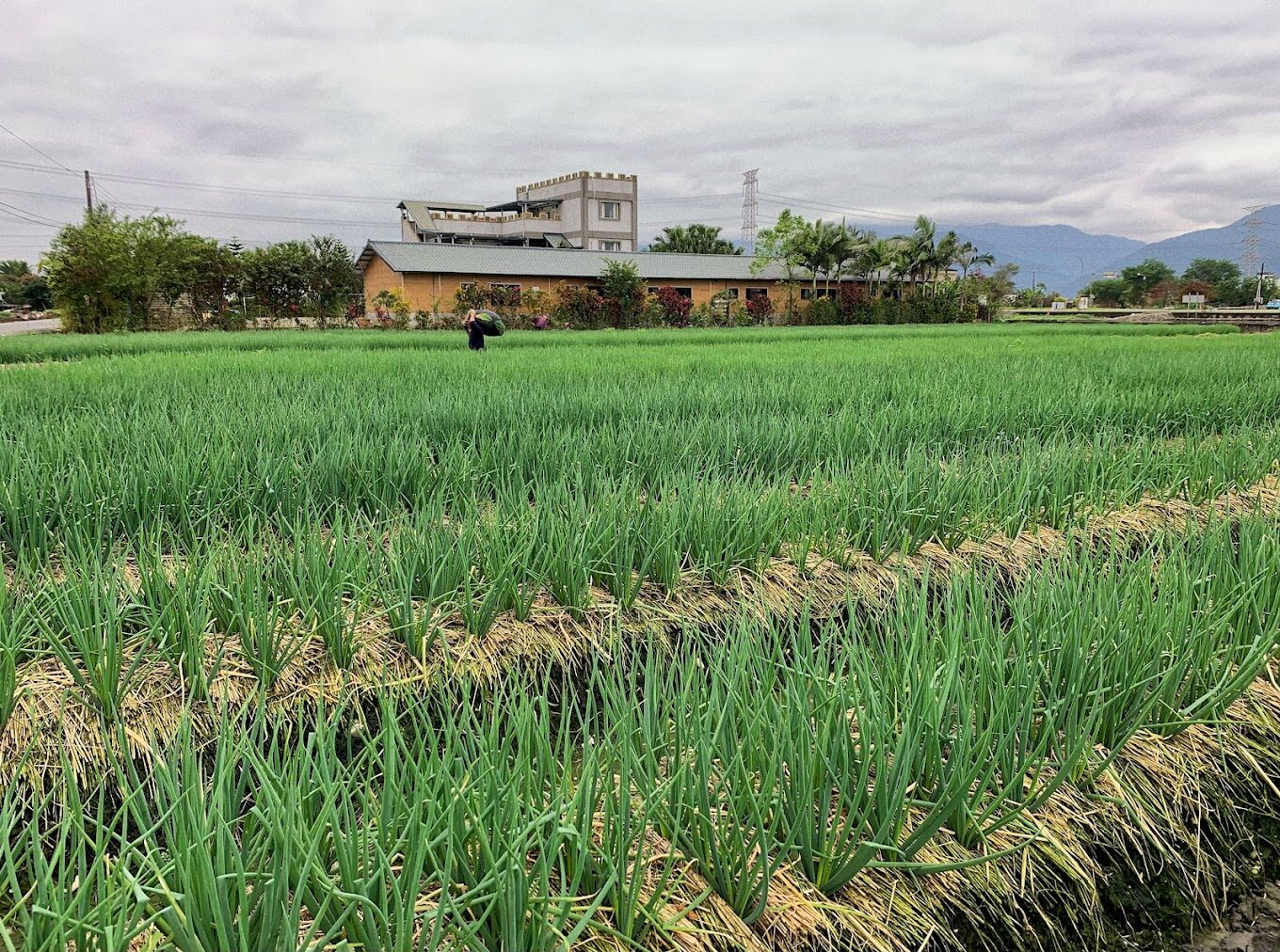 宜蘭三星蔥體驗活動推薦