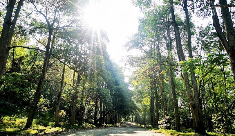 台中太平區必訪景點推薦:探索隱藏的旅遊寶地