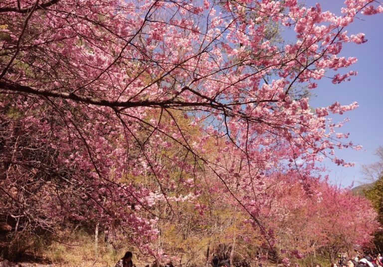 武陵農場營業時間與入園須知