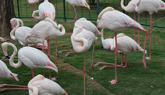 九九峰動物樂園門票優惠與購票指南